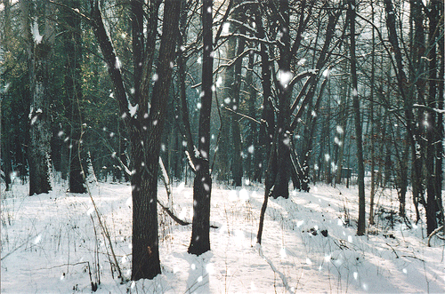 snowinwoods